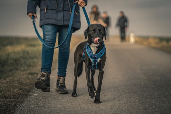 Tracy’s Loyal Companion: A Heartwarming Tale of a Girl and Her Dog