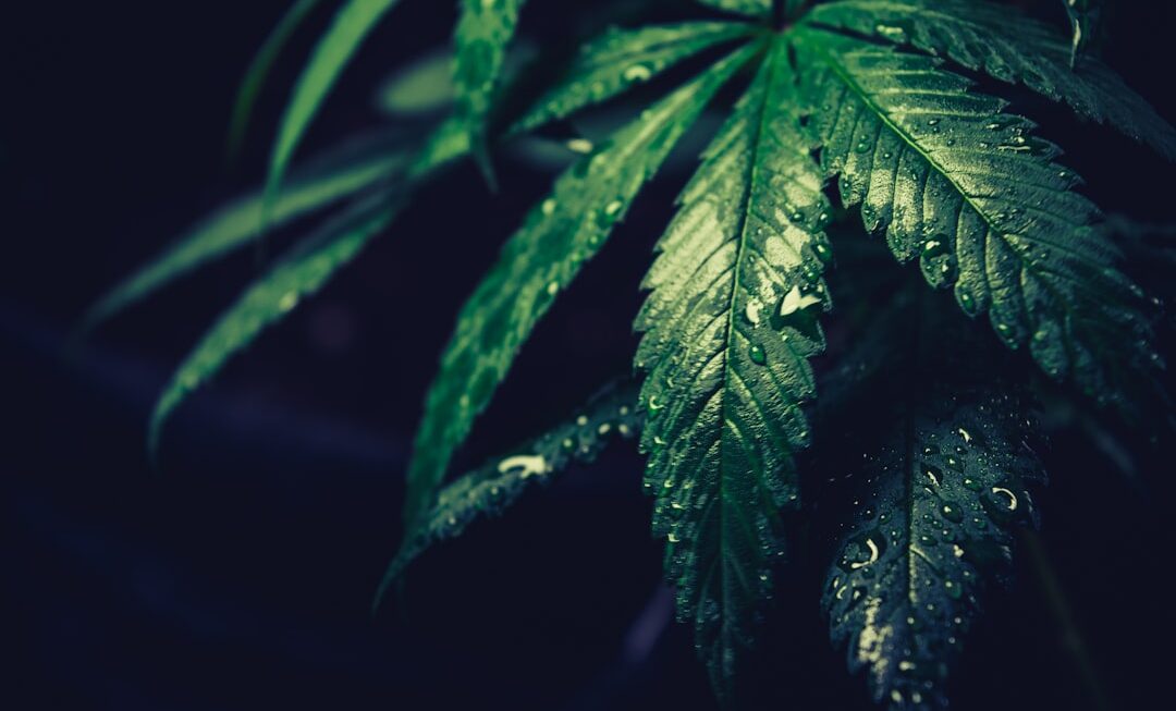 Photo Elf THC: Cannabis Oil