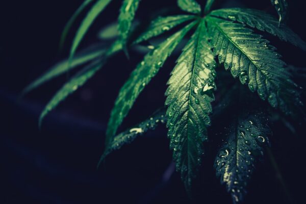 Unlocking the Mysteries of Elf THC: A Comprehensive Guide
